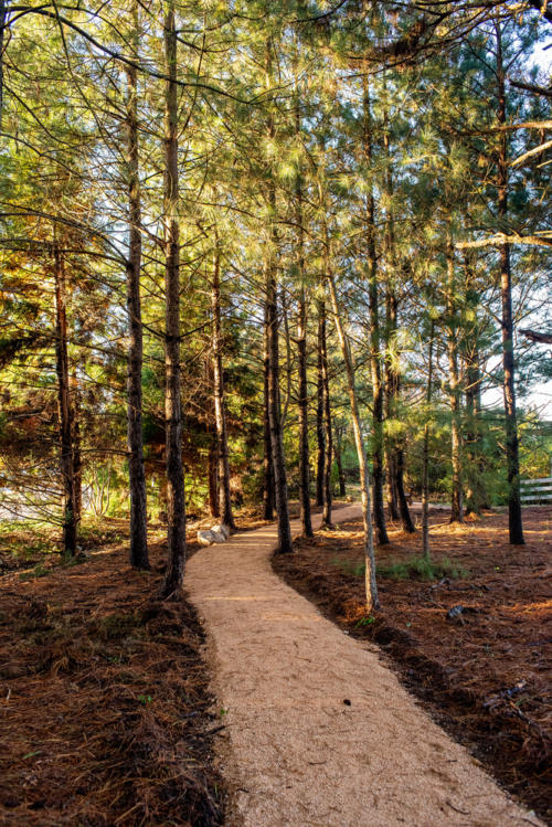 Pine Tree Walking Trail North Carolina Trail Builder