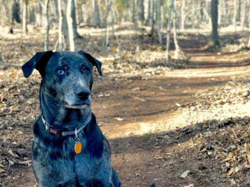 Trail Dog Approval