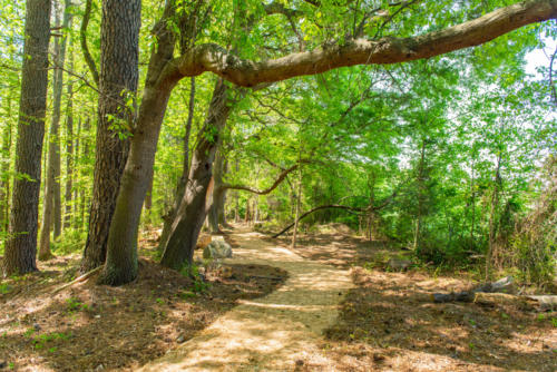 Oak Tree Trail Art North Carolina Trail Builder