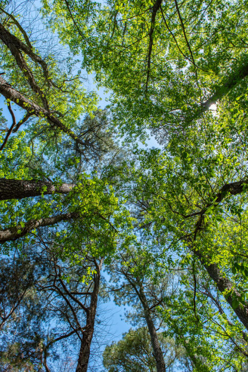 North Carolina Tree Canopy North Carolina Trail Builder