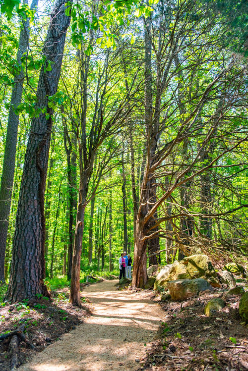 Cedar Tree Grove Walking Trail North Carolina Trail Builder