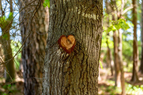 Nature Loves Us Back! North Carolina Trail Builder